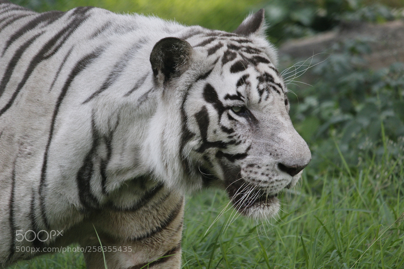 Canon EF-S 55-250mm F4-5.6 IS II sample photo. Big white siberian male photography
