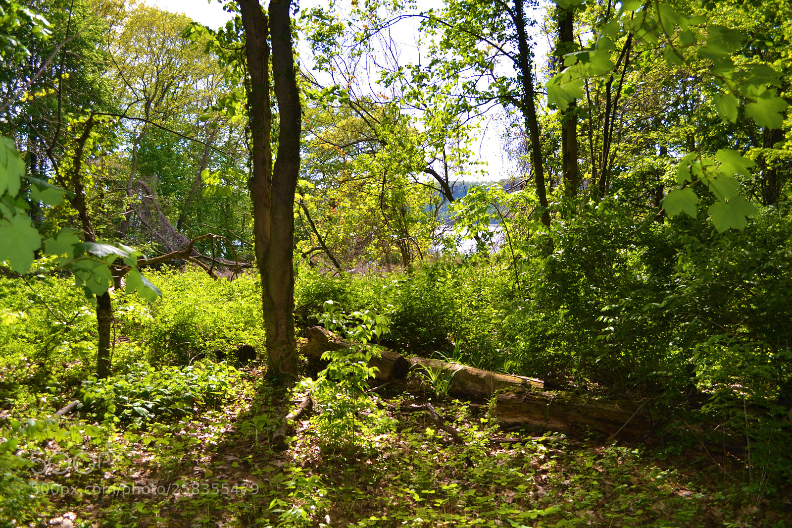 Nikon D3100 sample photo. Forest view out to photography