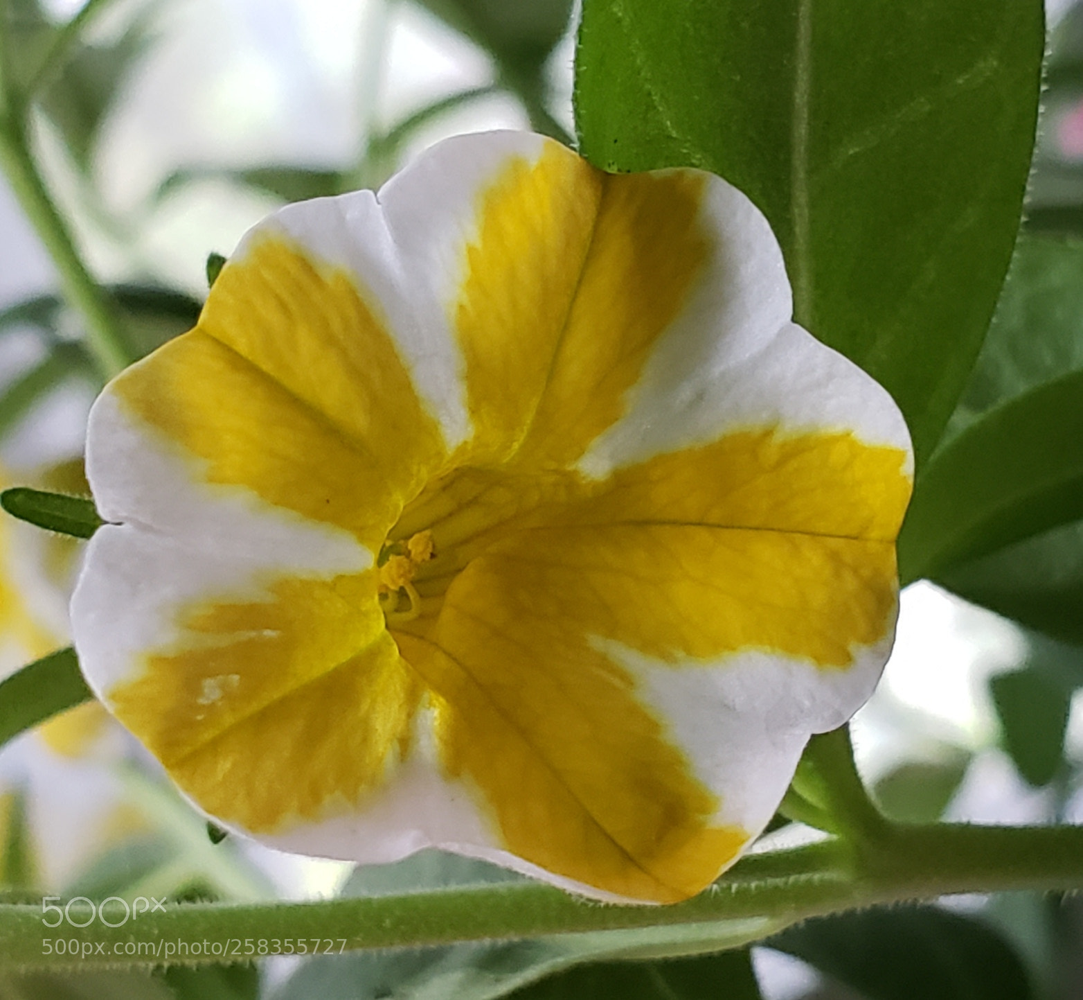 Samsung Galaxy S9+ sample photo. Untitled photography