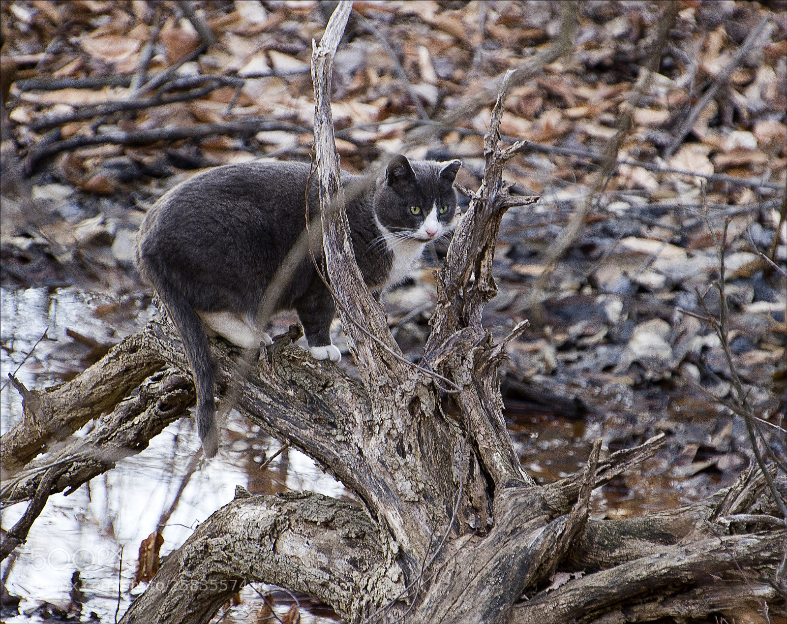 Nikon D7000 sample photo. Cat in the woods photography