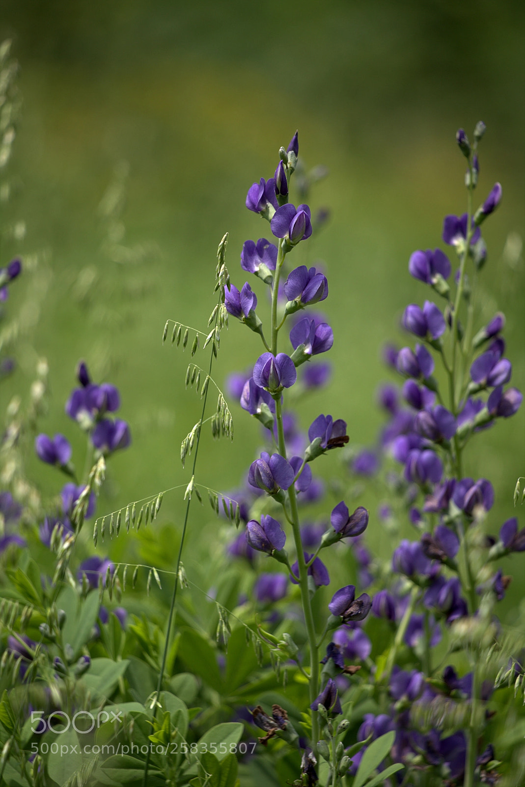 Canon EOS 6D sample photo. Flowers photography