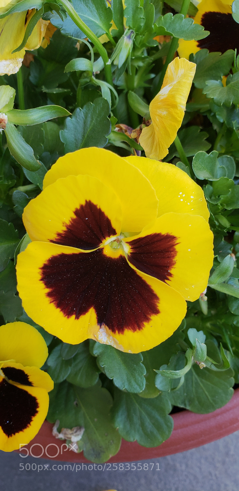 Samsung Galaxy S9+ sample photo. Untitled photography
