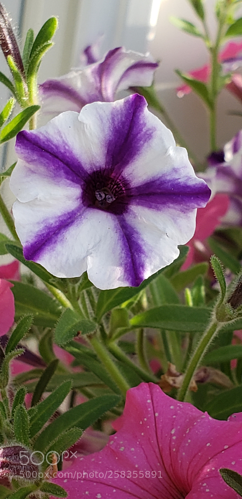 Samsung Galaxy S9+ sample photo. Untitled photography