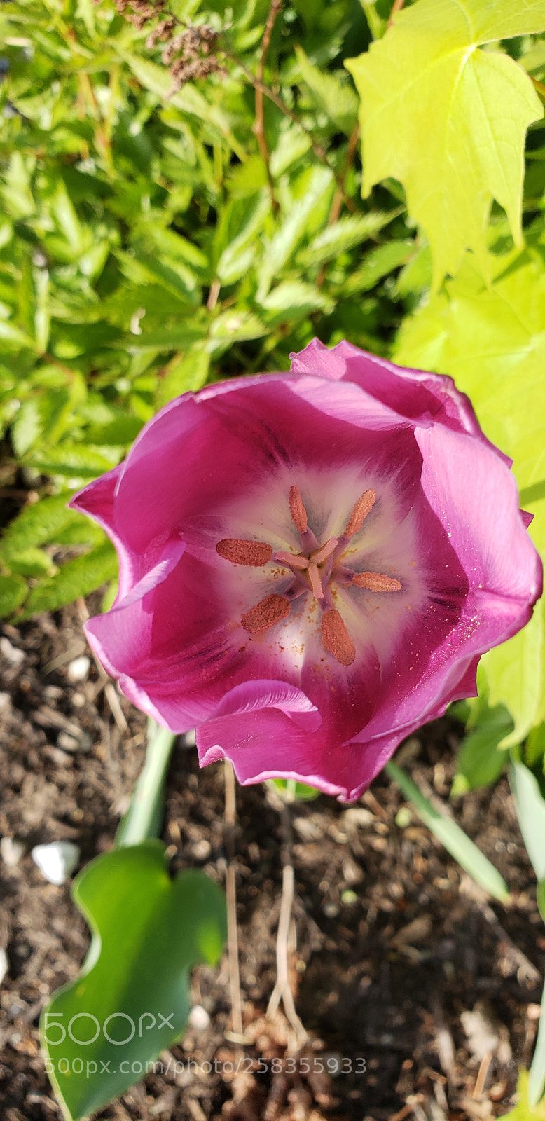 Samsung Galaxy S9+ sample photo. Untitled photography
