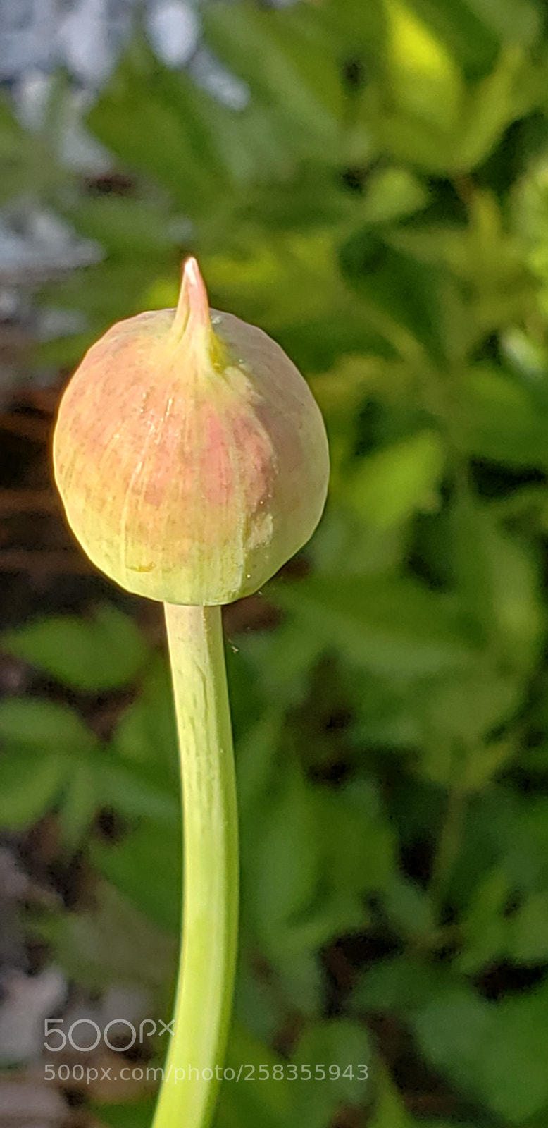 Samsung Galaxy S9+ sample photo. Untitled photography