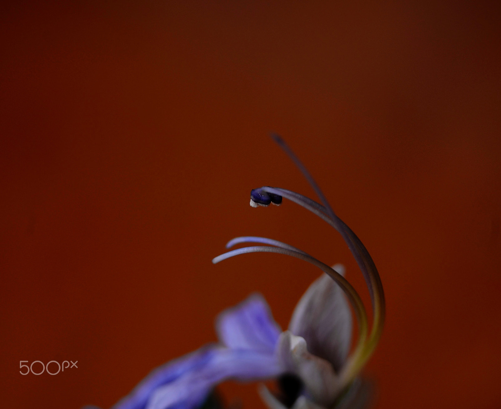 Nikon D610 sample photo. Gentil photography