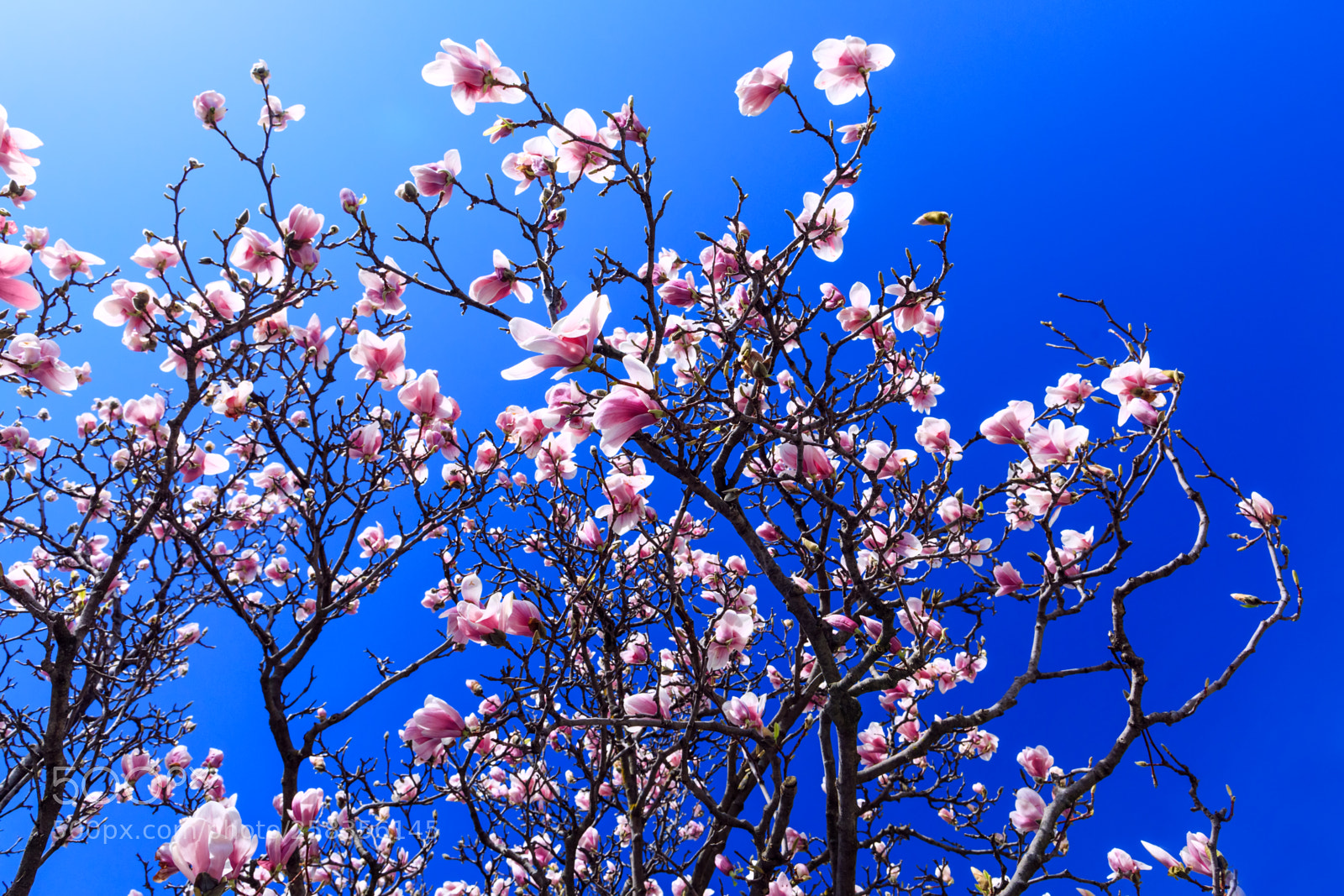 Canon EOS 5D Mark IV sample photo. Blooming magnolia flowers in photography