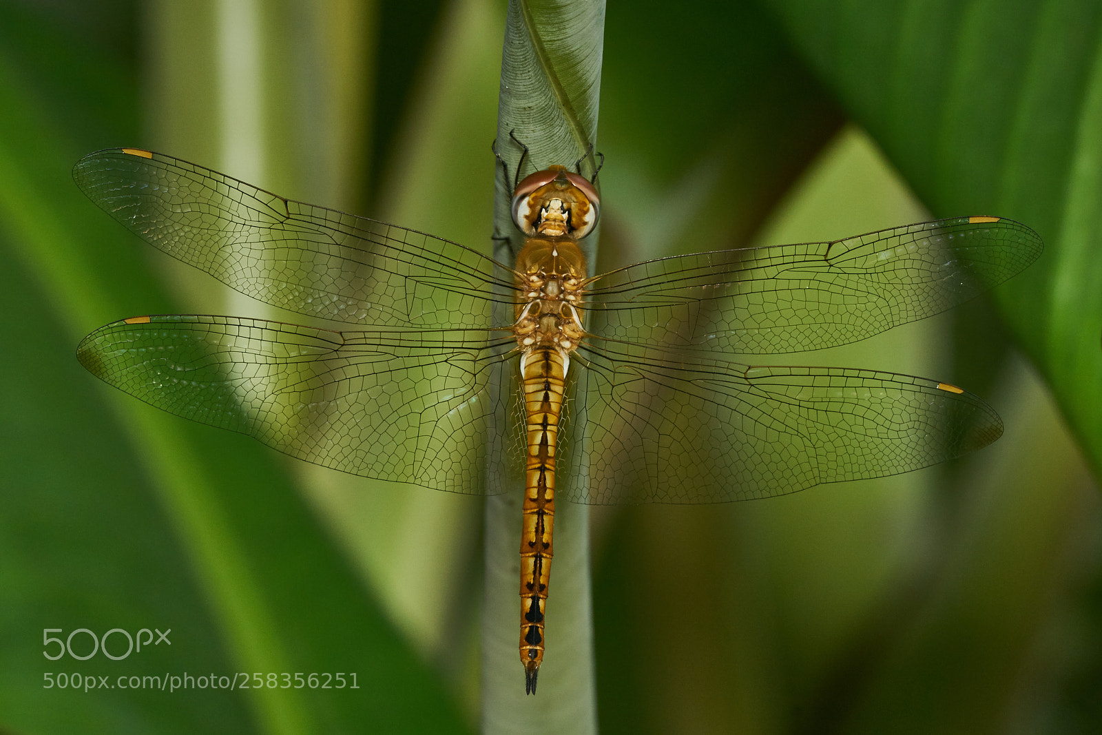 Sony ILCA-77M2 sample photo. Picture of the day photography
