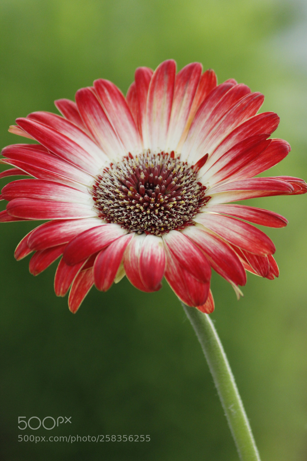 Canon EF-S 55-250mm F4-5.6 IS II sample photo. Beautiful gerbera daisy photography