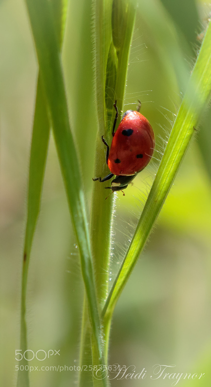 Canon EOS 7D Mark II sample photo. Lady luck photography