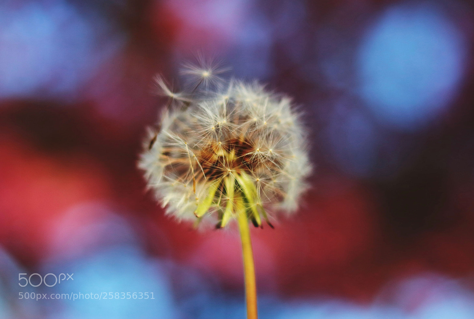 Canon EOS 700D (EOS Rebel T5i / EOS Kiss X7i) sample photo. Dandelion photography