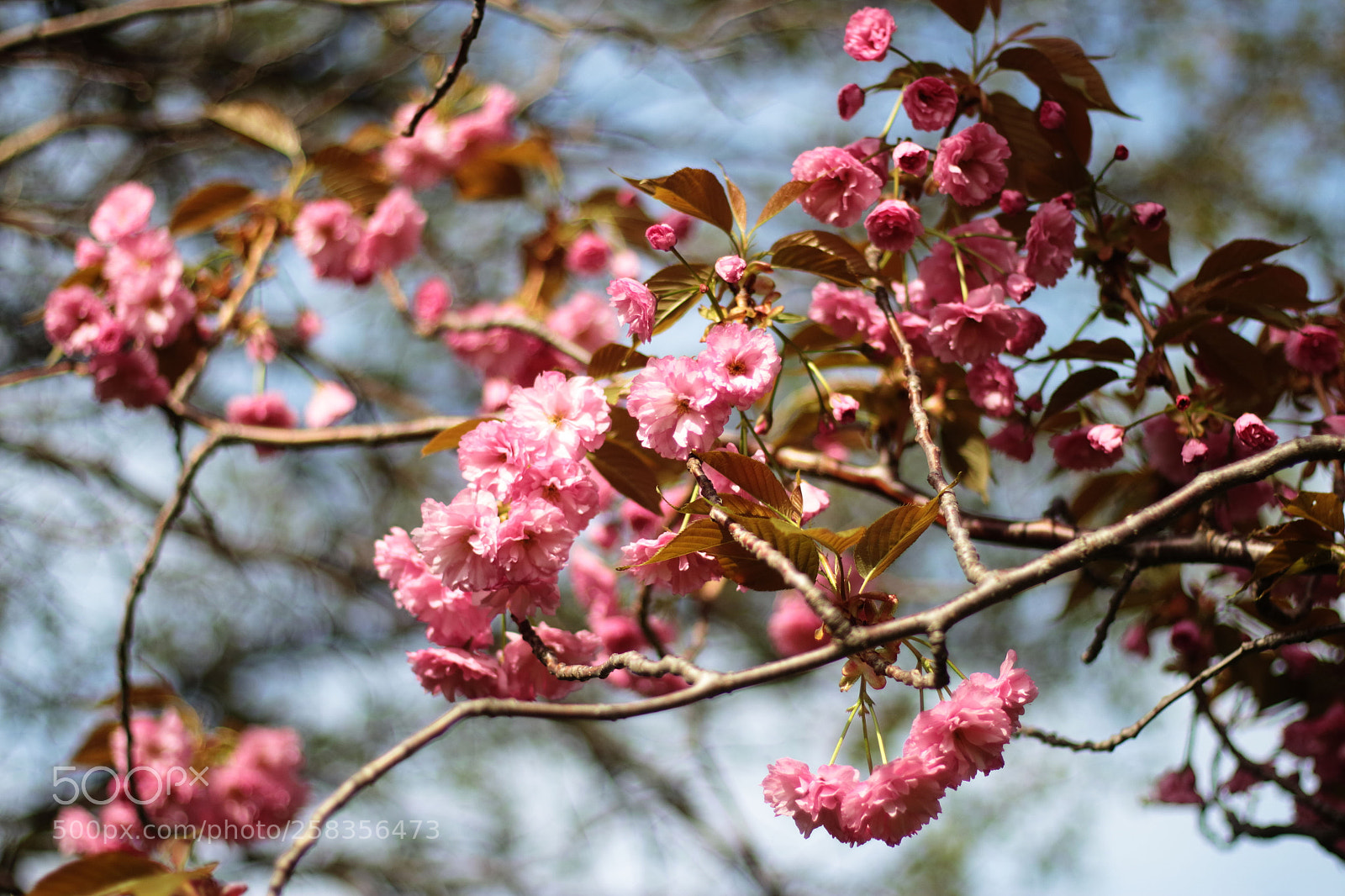 Canon EOS 700D (EOS Rebel T5i / EOS Kiss X7i) sample photo. Spring photography