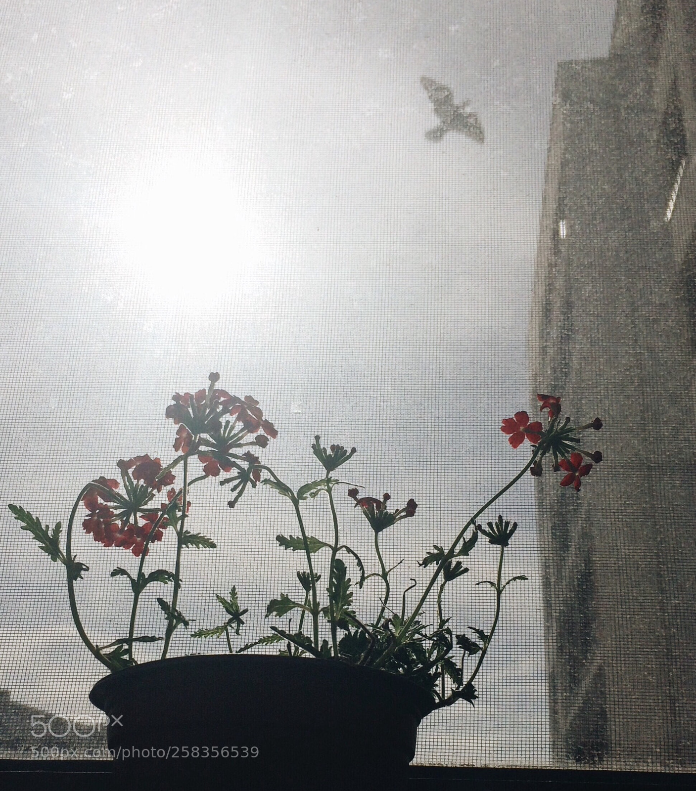 Apple iPhone 5s sample photo. Imagination photography