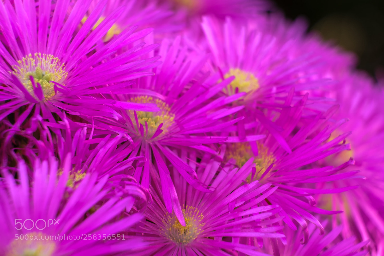 Fujifilm X-T2 sample photo. Pink petals ii photography