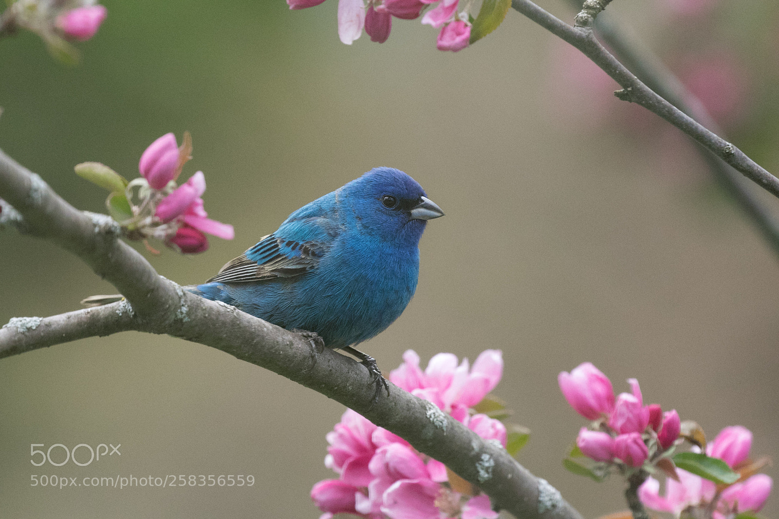 Canon EOS 7D Mark II sample photo. Indigobunting appleblossoms photography