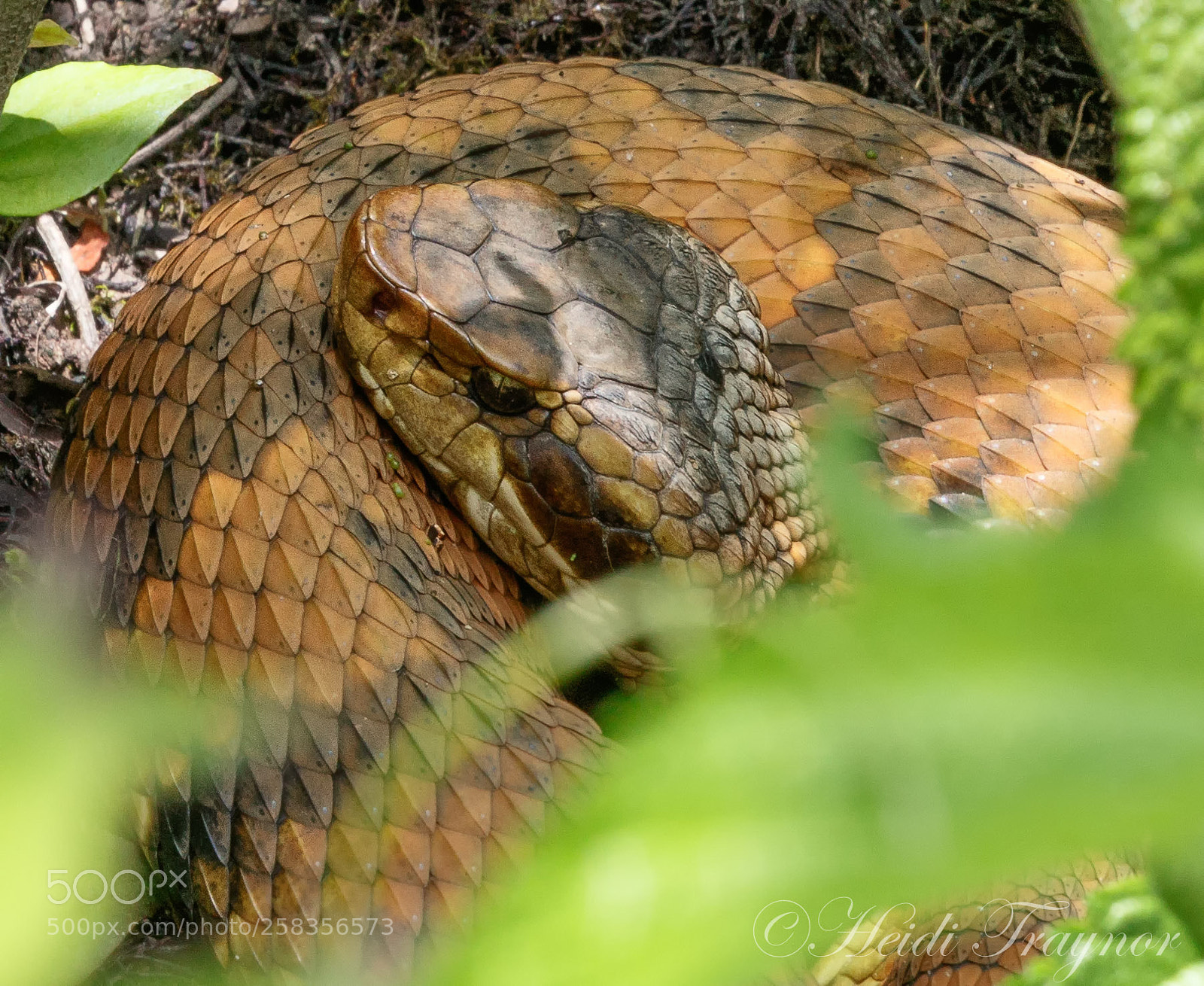 Canon EOS 7D Mark II sample photo. Afternoon siesta photography