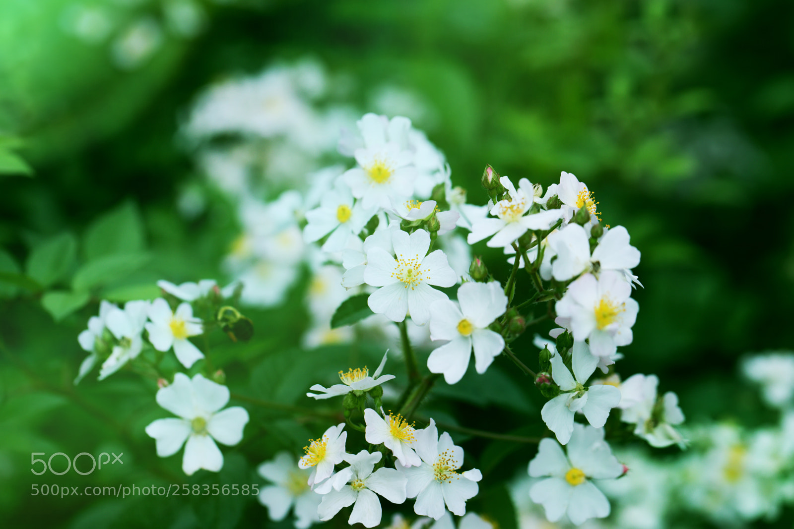 Canon EOS 5D Mark IV sample photo. White cherry tree flower photography