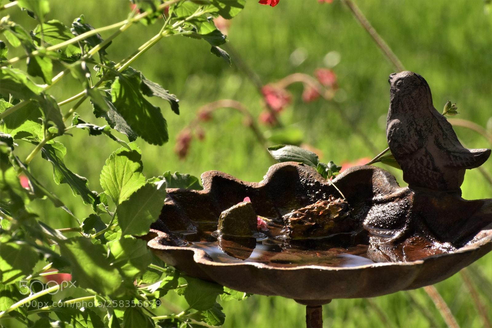 Nikon D3400 sample photo. Bird bath photography