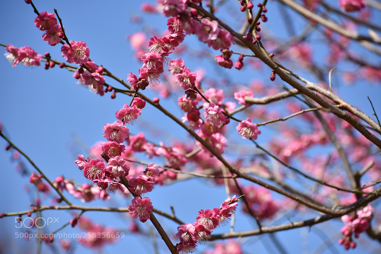 Nikon D3400 sample photo. Cherry blossoms photography