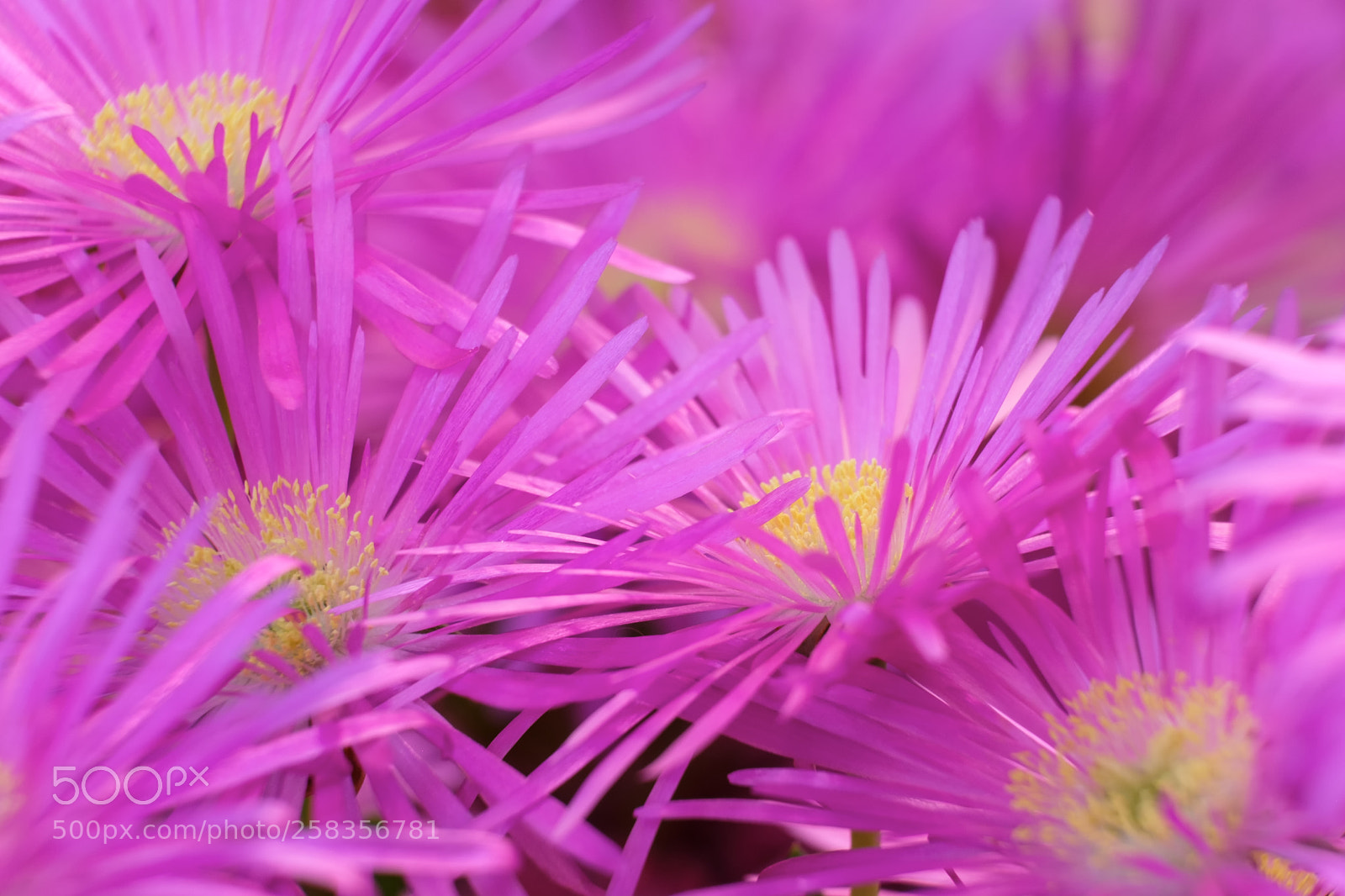 Fujifilm X-T2 sample photo. Pink petals iii photography