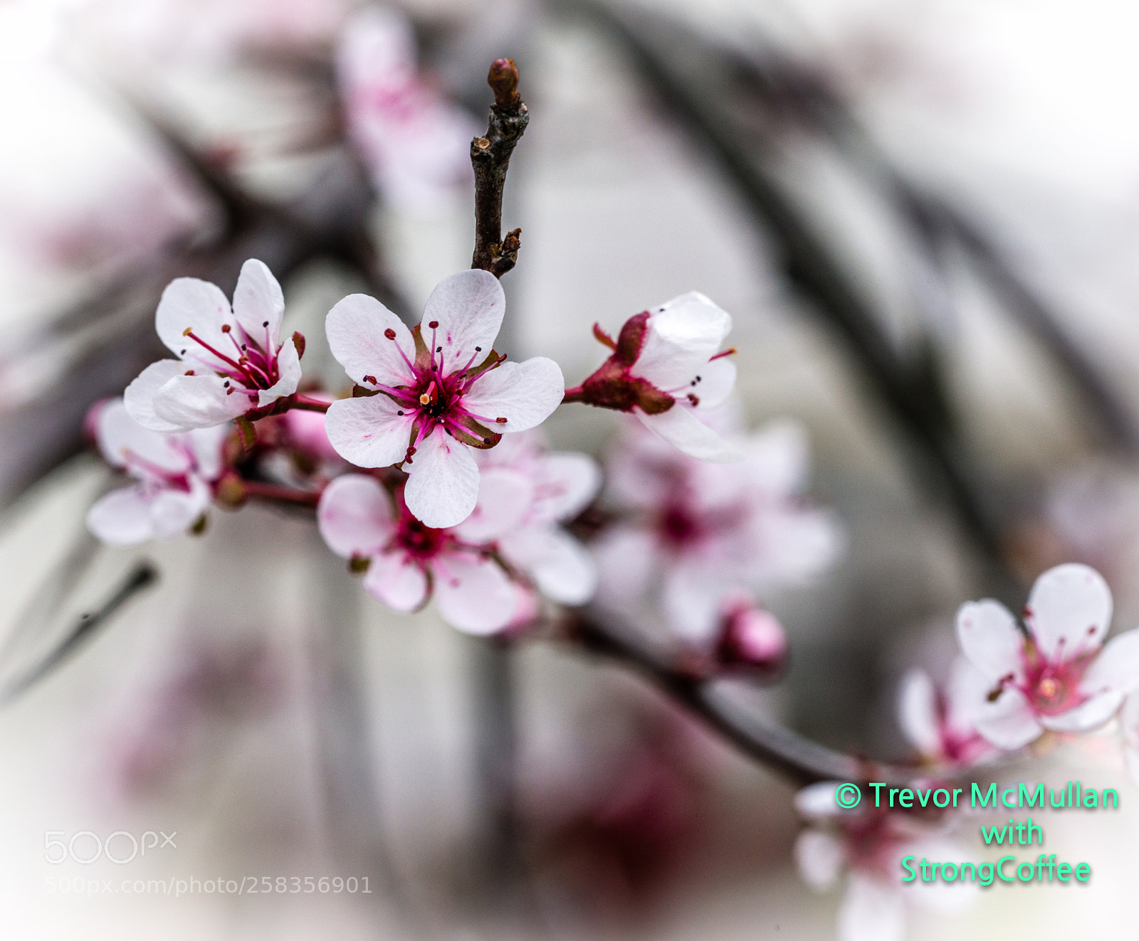 Nikon D800 sample photo. Japanese spring blossom photography