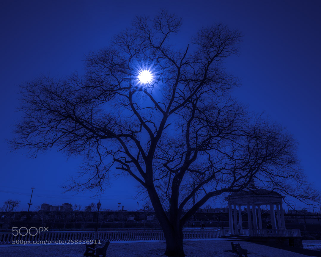 Nikon D750 sample photo. Fairmount photography
