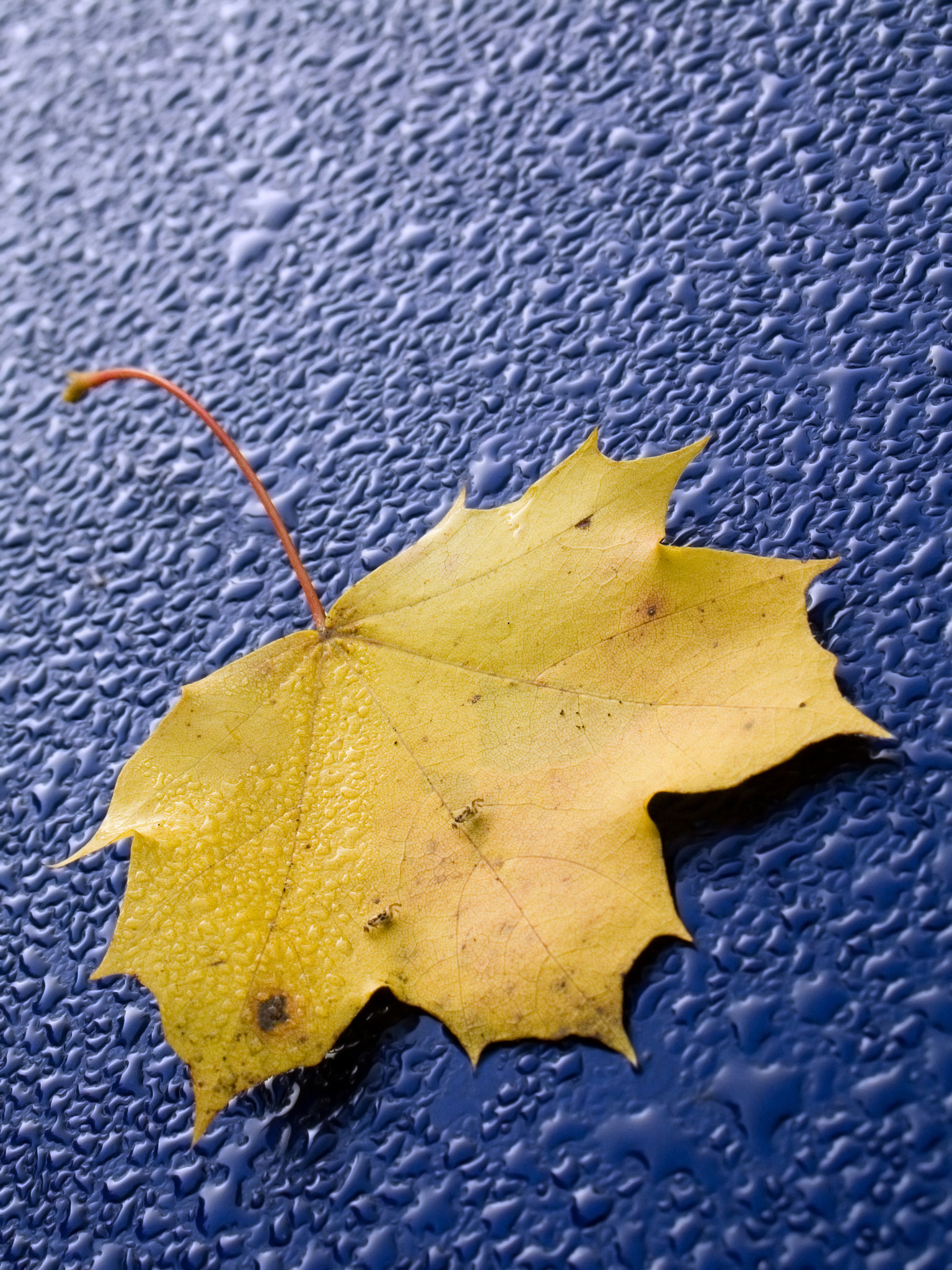 Canon POWERSHOT G6 sample photo. Yellow maple leaf on blue background photography