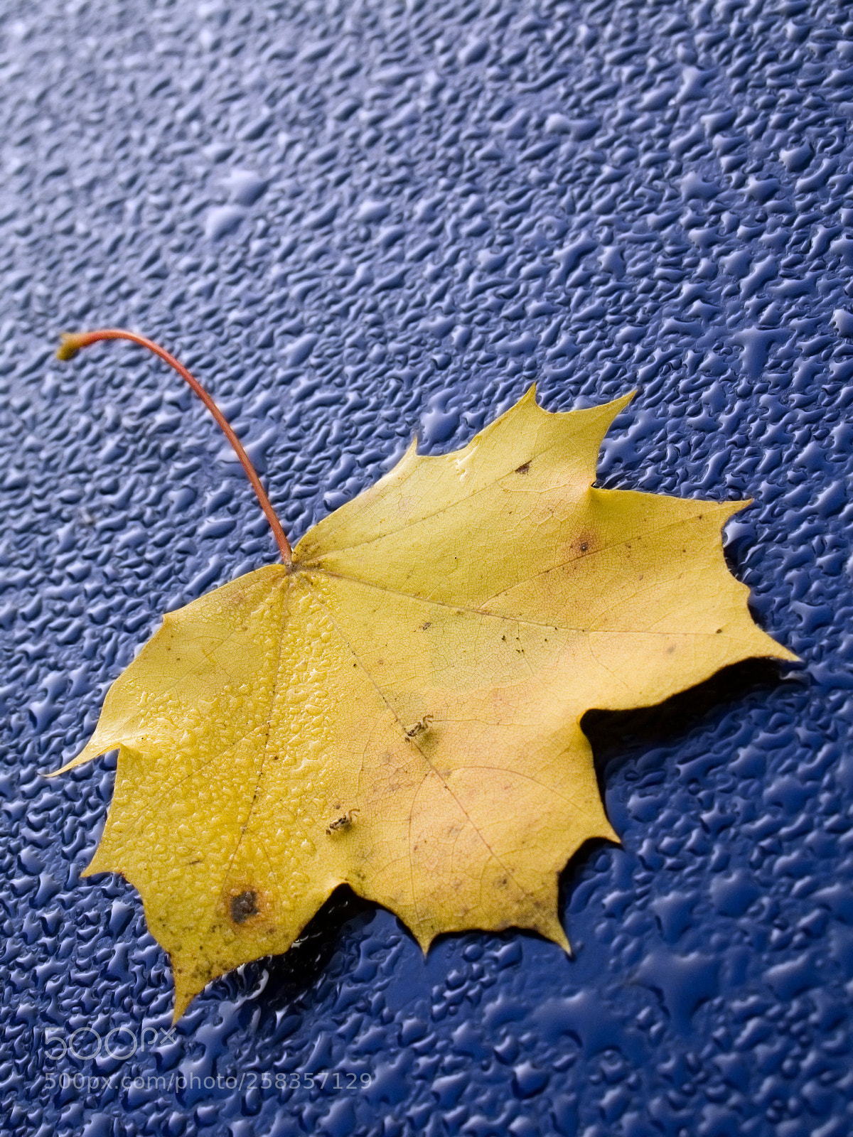Canon POWERSHOT G6 sample photo. Yellow maple leaf on photography