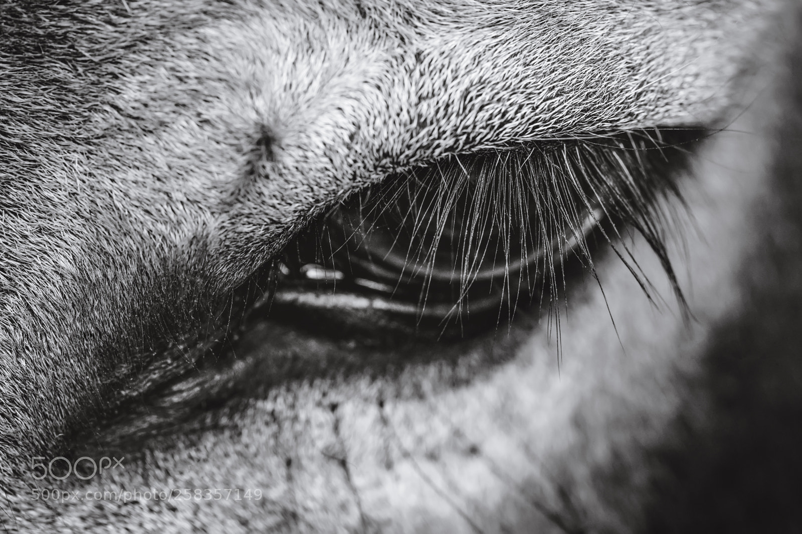 Canon EOS 5D Mark IV sample photo. Cute donkey eye in photography
