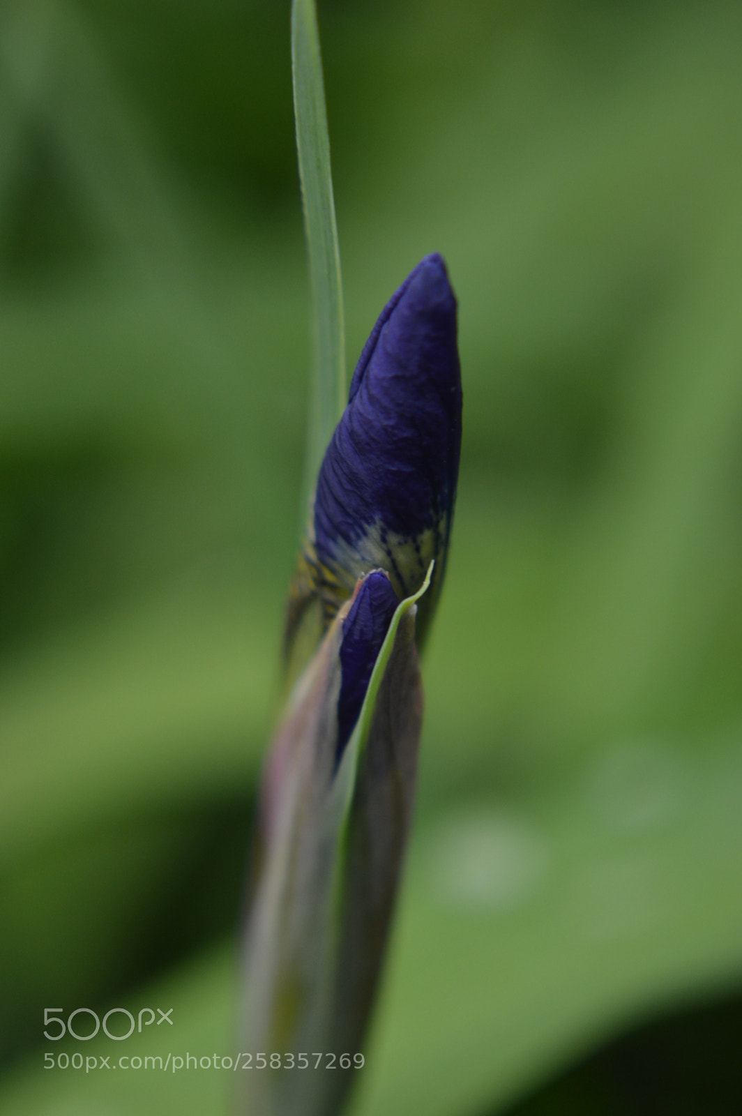 Nikon D3200 sample photo. Siberian iris photography