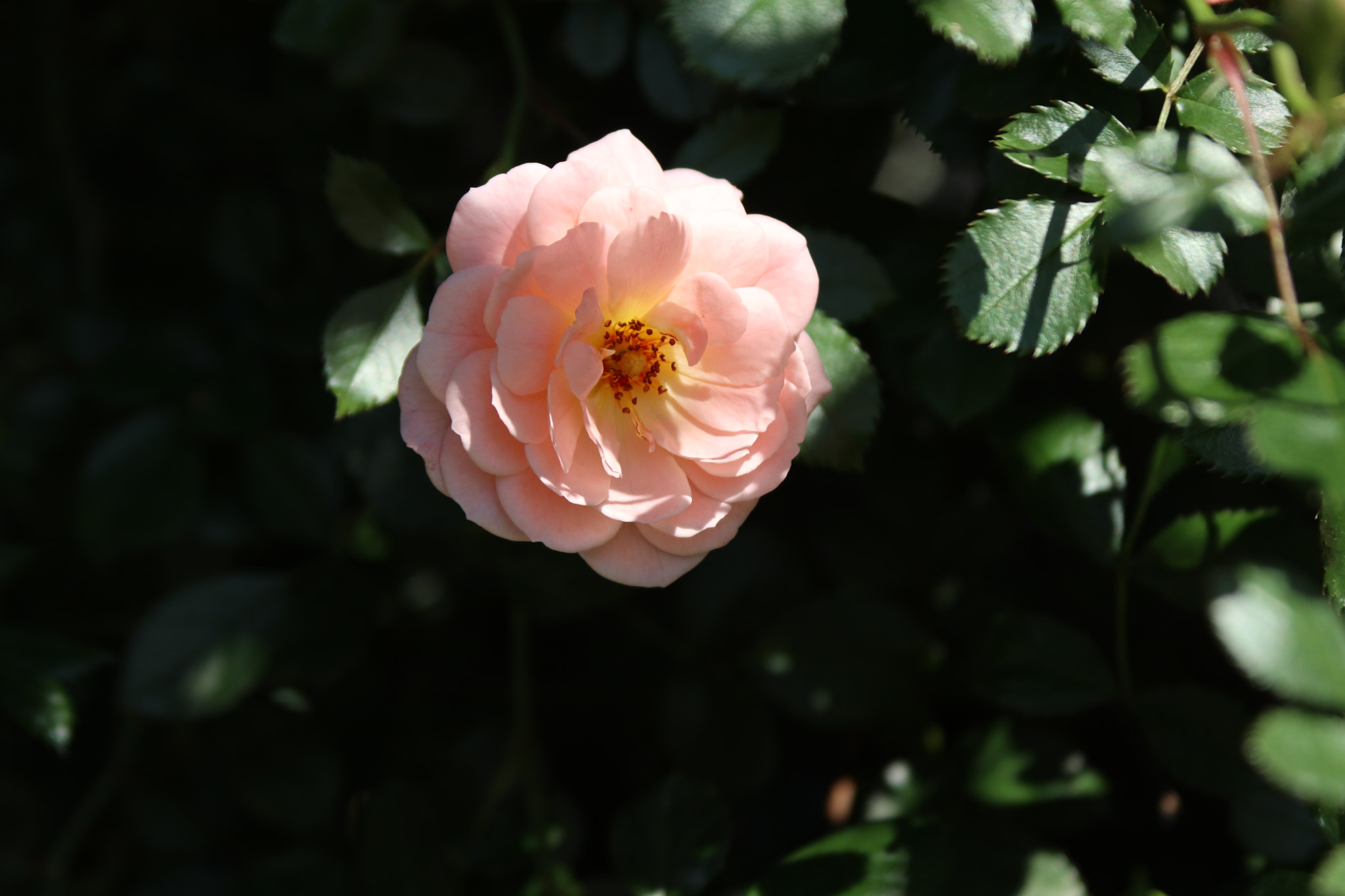 Canon EF 28-135mm F3.5-5.6 IS USM sample photo. One photography
