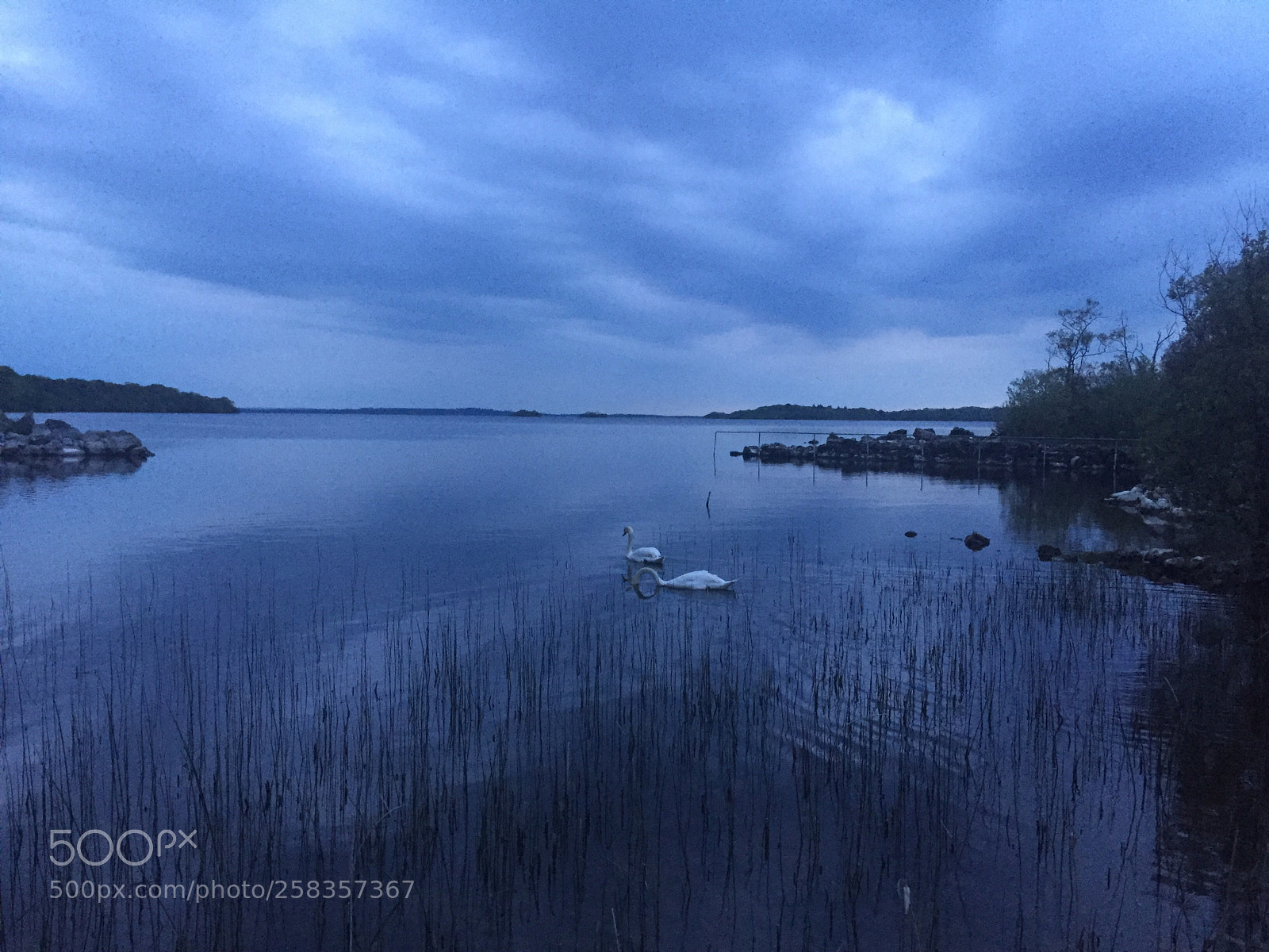 Apple iPhone 6 sample photo. Swans having time photography