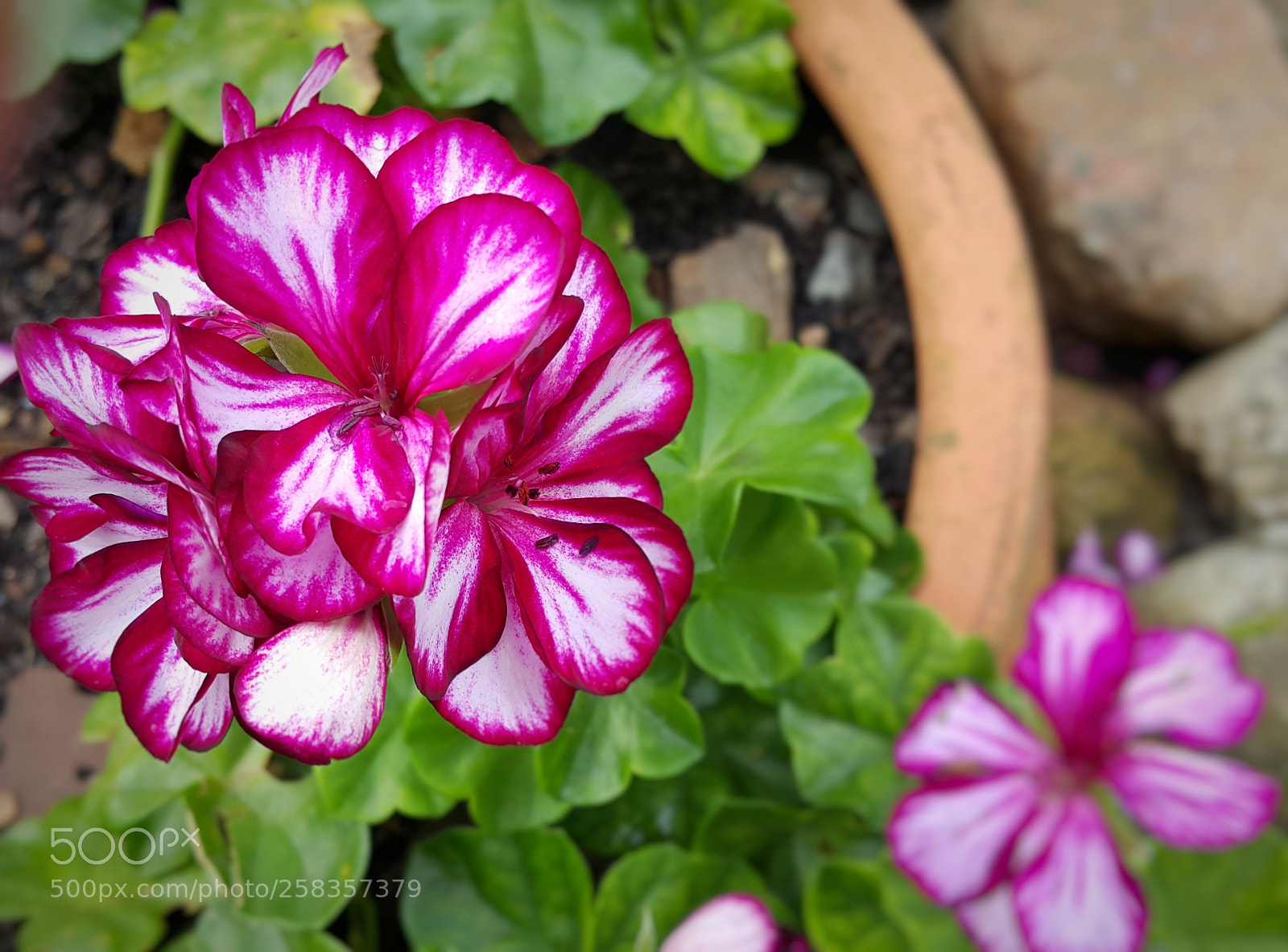 Samsung Galaxy Note4 sample photo. Pink photography