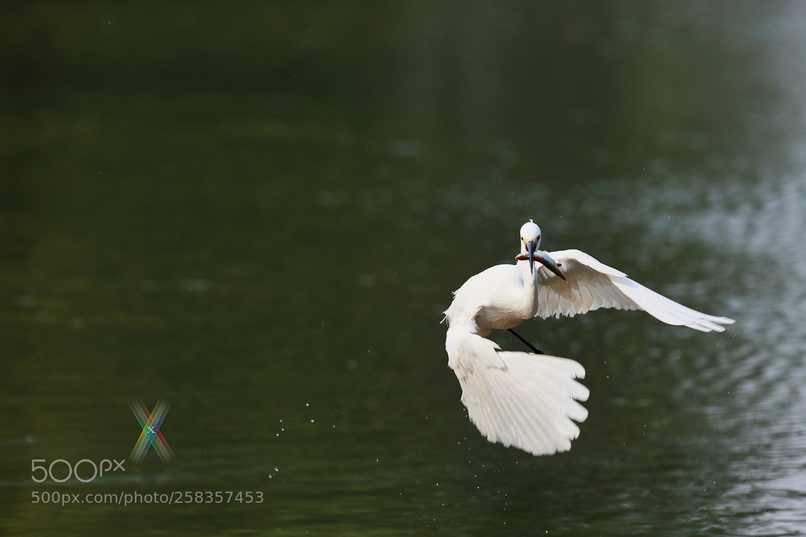 Canon EOS-1D X Mark II sample photo. Egret photography