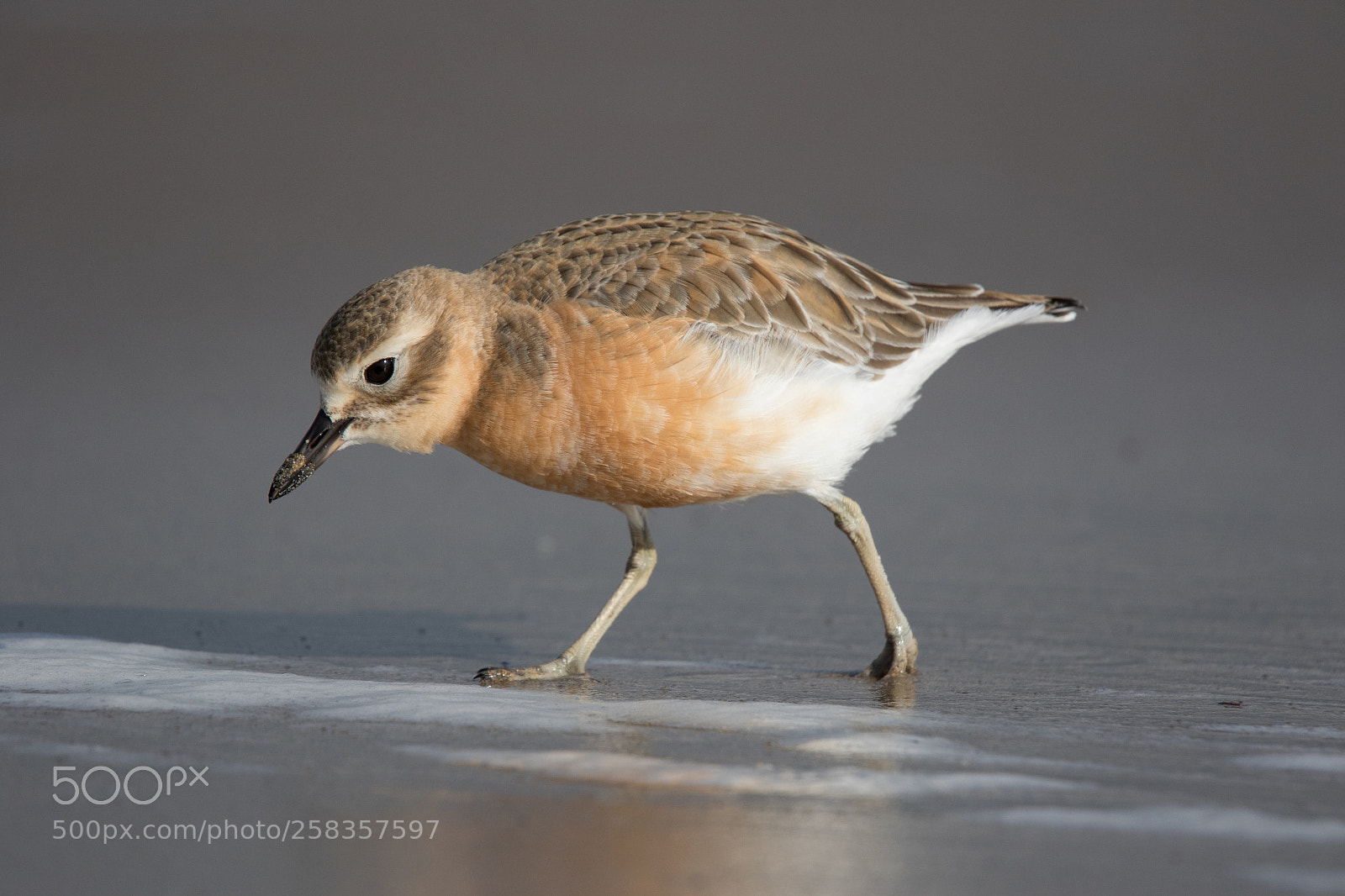 Canon EOS 7D Mark II sample photo. Northern new zealand dotterel photography