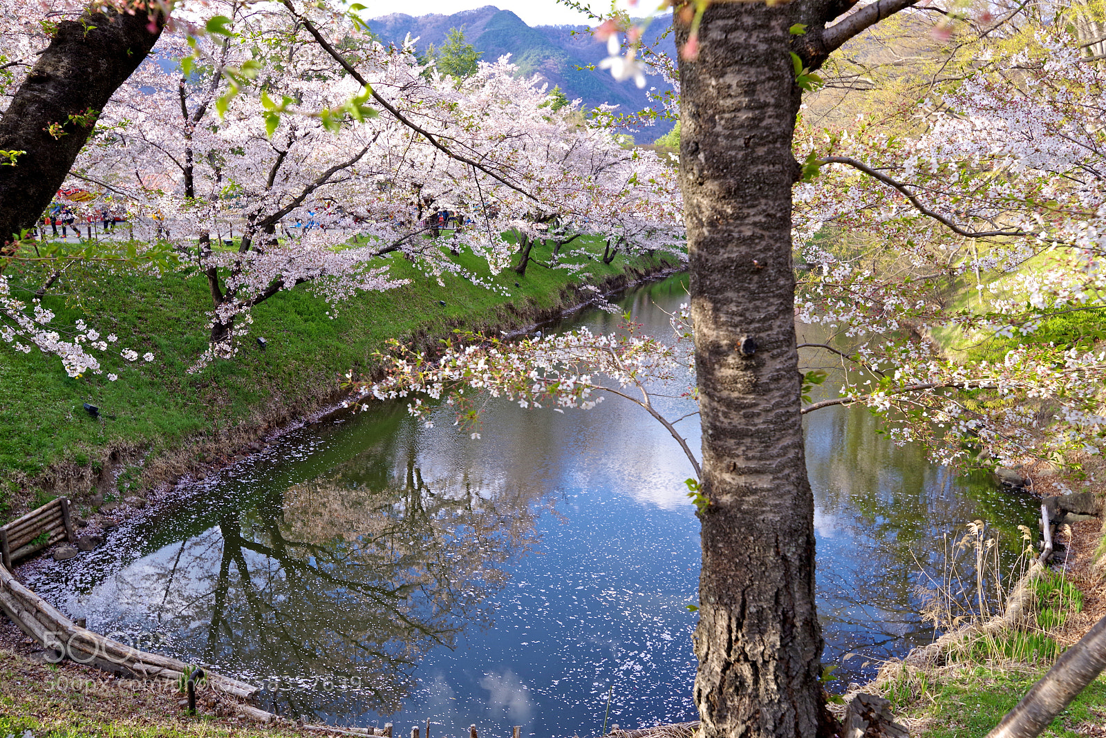 Pentax K-1 sample photo. The moat with cherryblossom photography