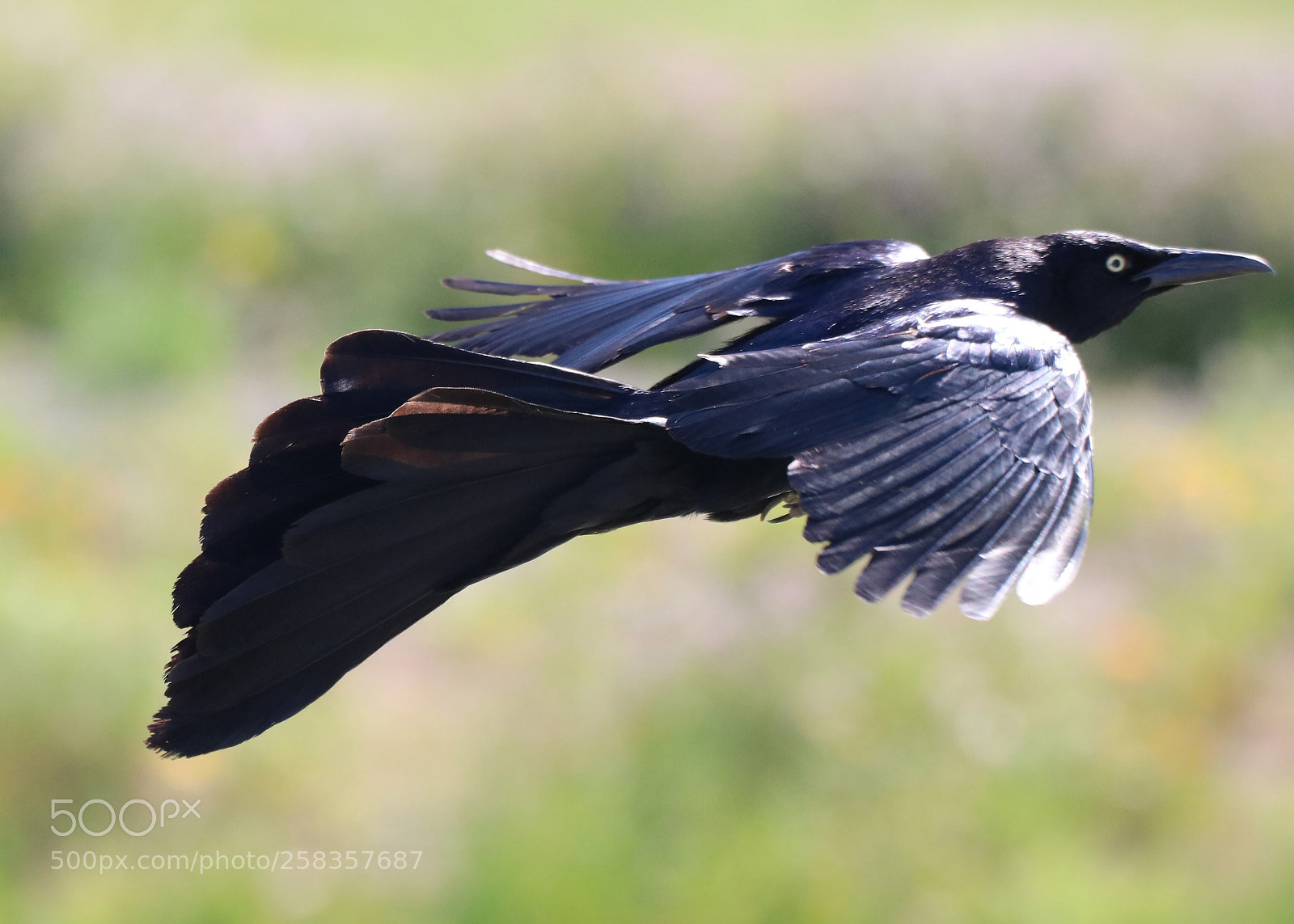 Canon EOS 750D (EOS Rebel T6i / EOS Kiss X8i) sample photo. Great tail! photography