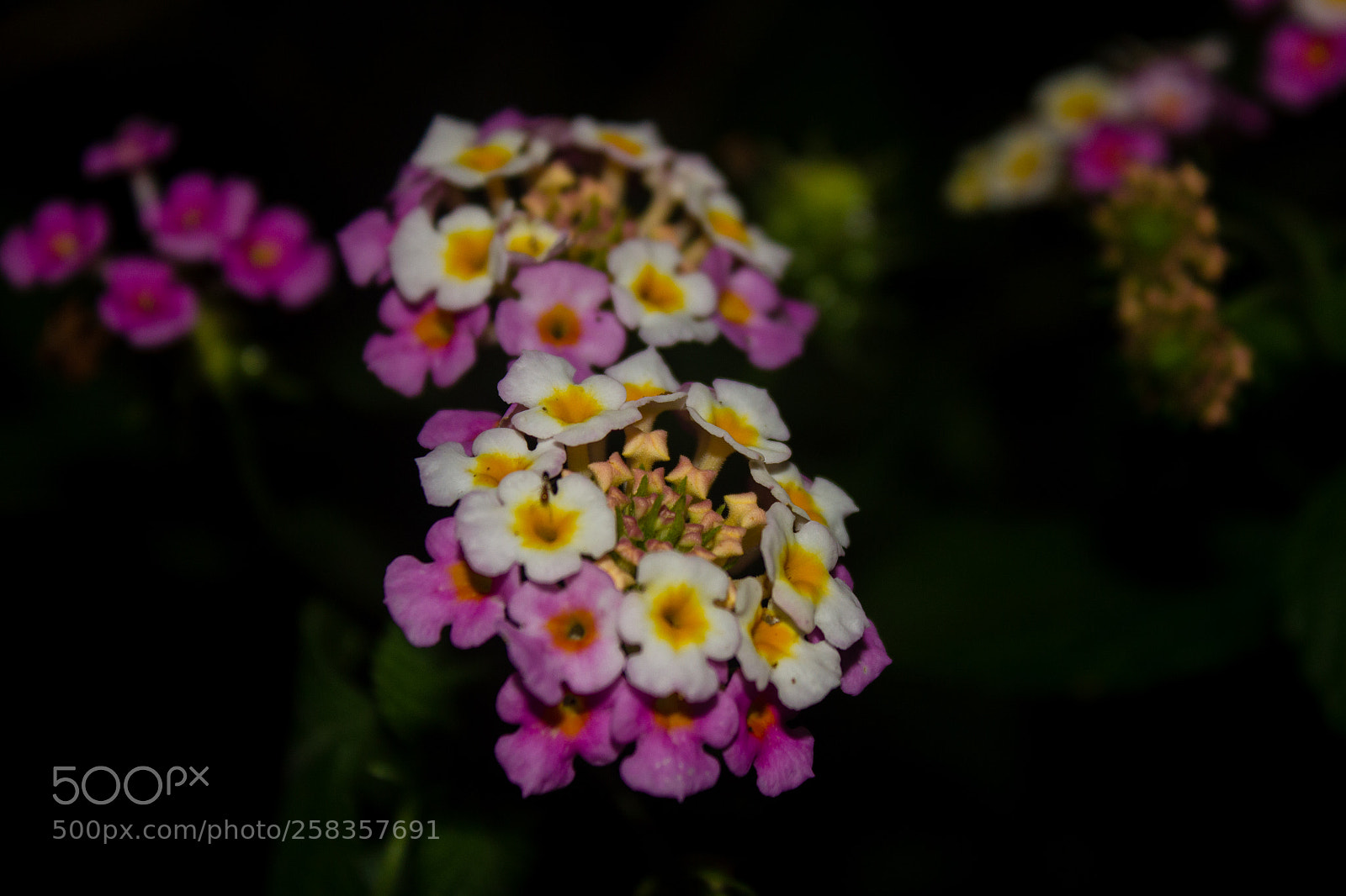 Canon EOS 550D (EOS Rebel T2i / EOS Kiss X4) sample photo. Lantana photography
