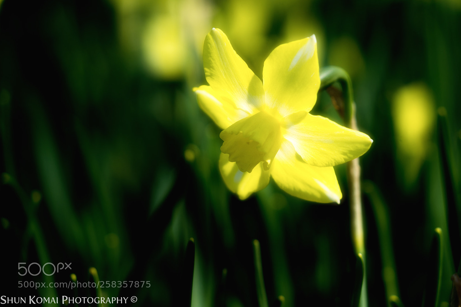 Sony a7 sample photo. Yellow lamp photography