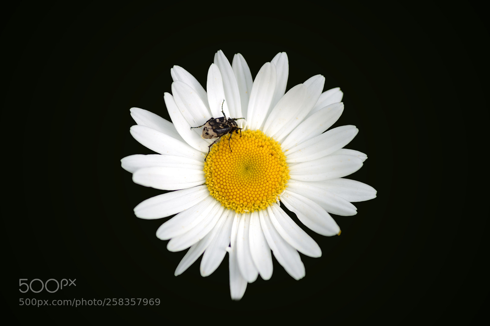 Sony a7 II sample photo. Valgus hemipterus on daisy photography