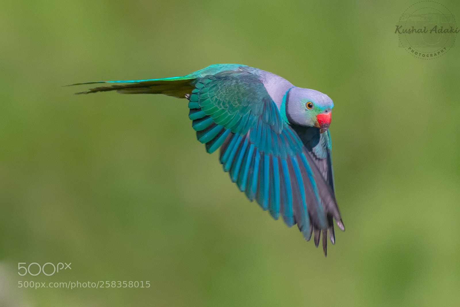 Nikon D500 sample photo. Malabar parakeet photography