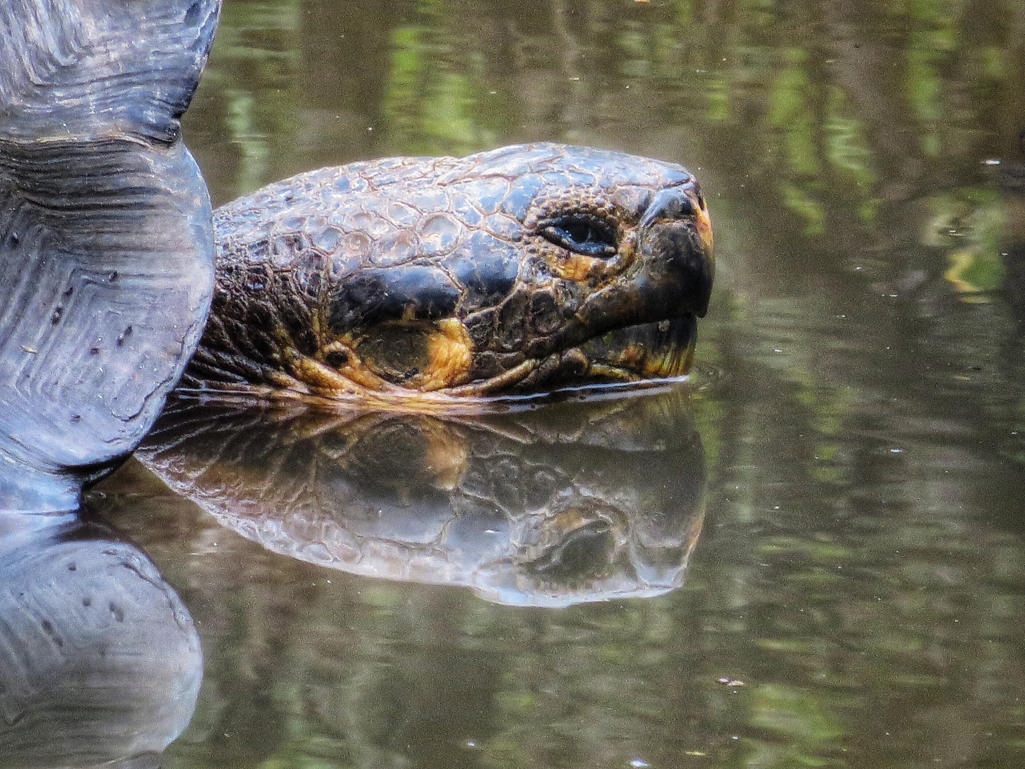 Canon PowerShot SX280 HS sample photo. Giant tortoise  photography
