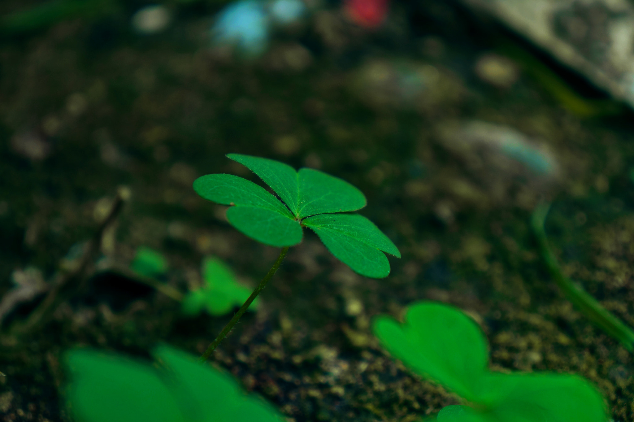 Sony E 18-55mm F3.5-5.6 OSS sample photo. Τρέβορ photography