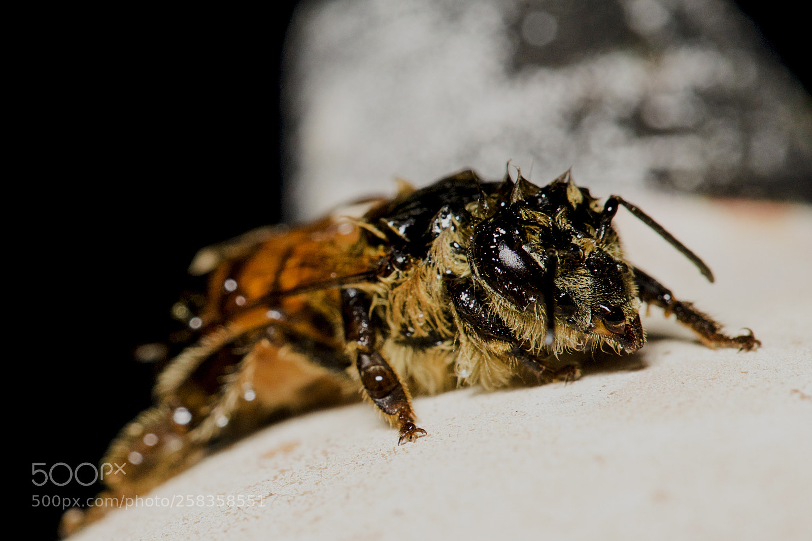 Canon EOS 5D Mark II sample photo. Caught in the rain photography