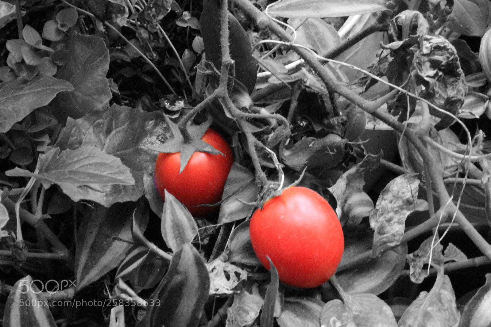 Canon EOS 1300D (EOS Rebel T6 / EOS Kiss X80) sample photo. Tomates photography