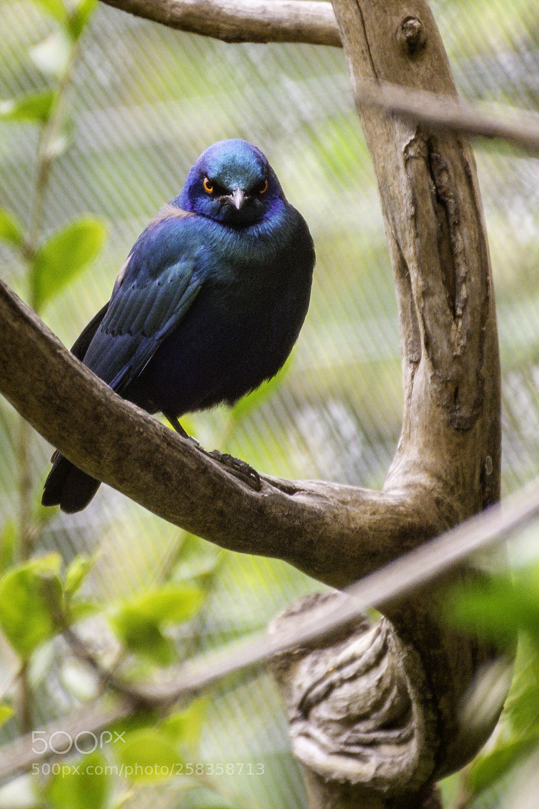 Nikon D610 sample photo. Bird photography