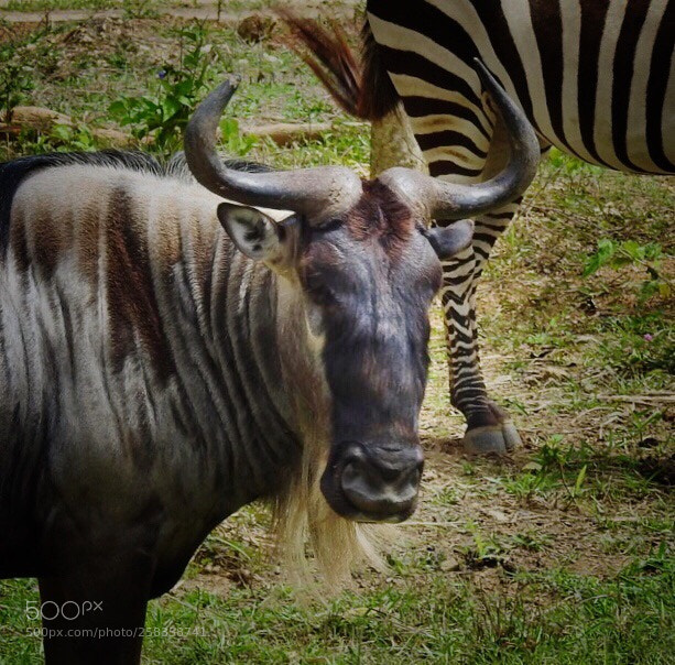 Nikon Coolpix P900 sample photo. Cebu safari adventure 2018 photography