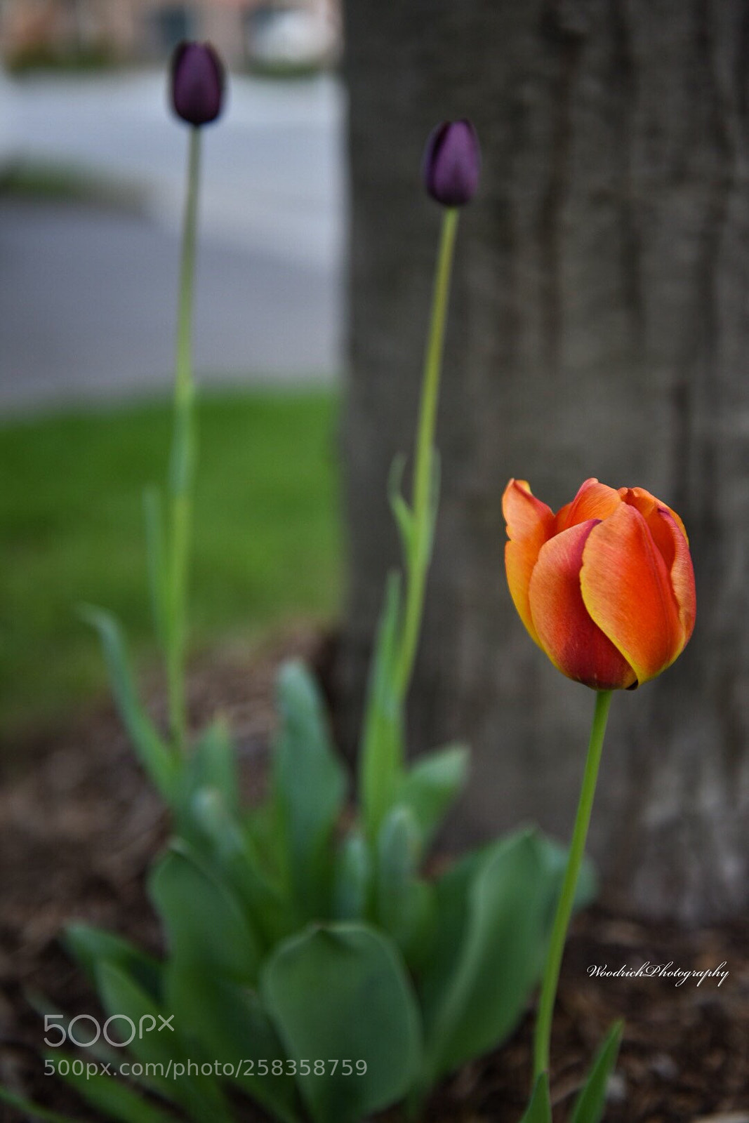 Nikon D750 sample photo. Untitled photography