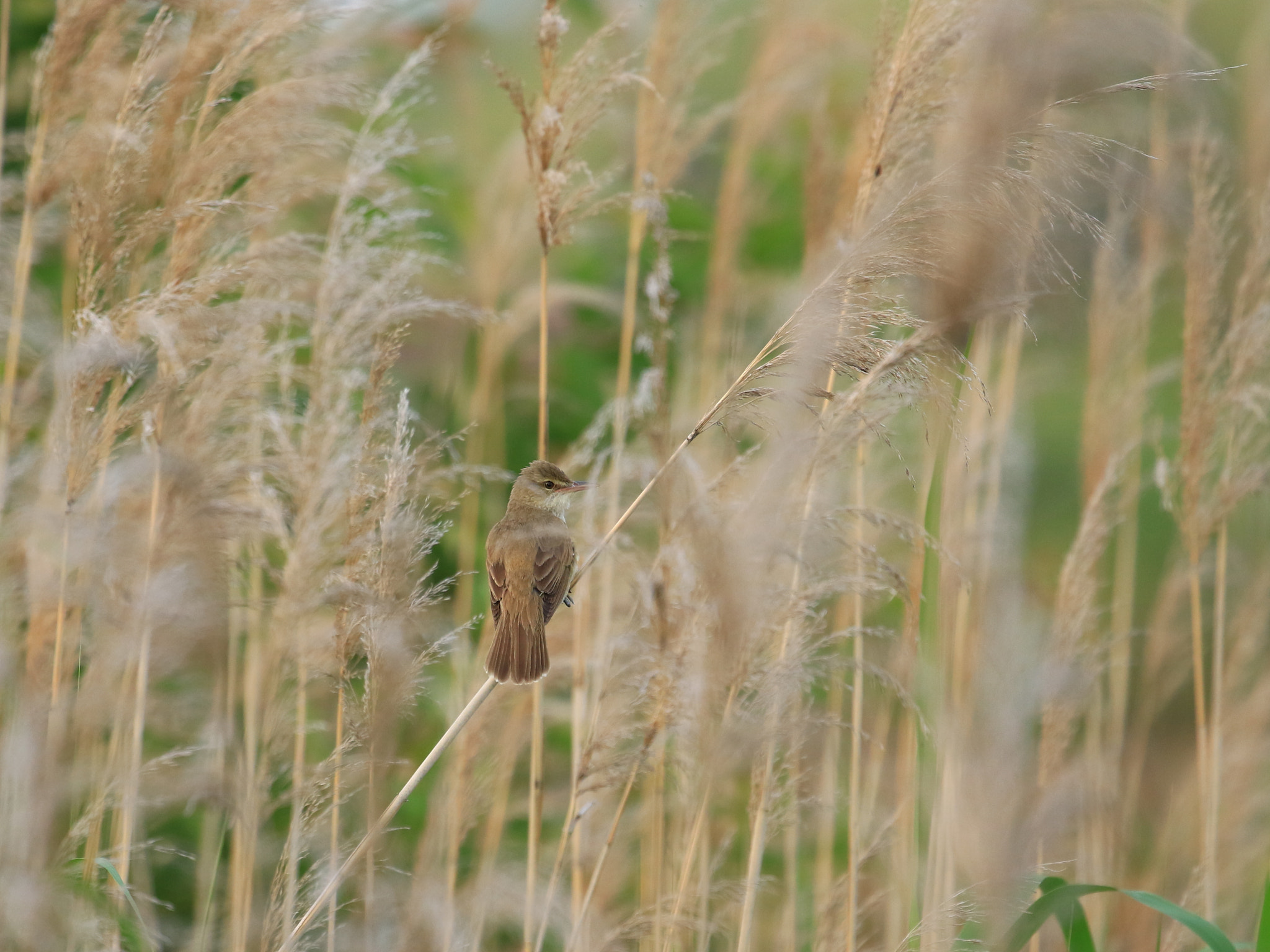 Canon EOS 7D Mark II + Canon EF 100-400mm F4.5-5.6L IS II USM sample photo. Great reed warbler オオヨシキリ① photography