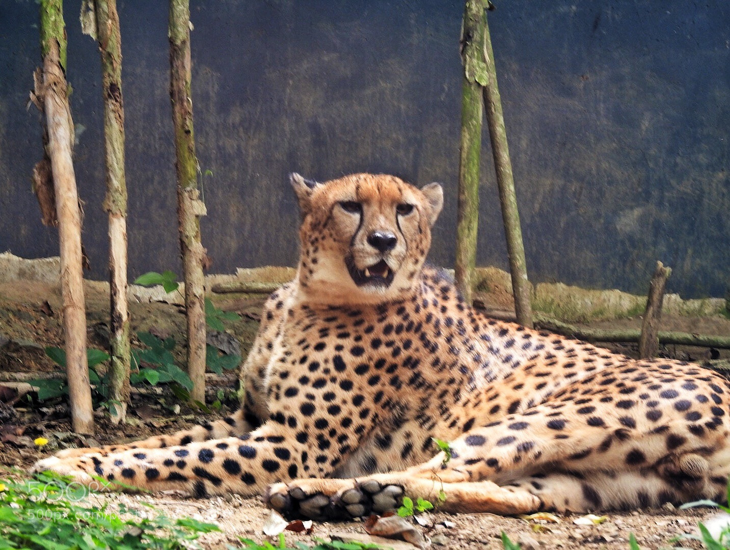 Nikon Coolpix P900 sample photo. Cebu safari adventure 2018 photography
